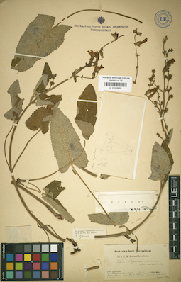 LE 01043032