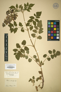 LE 01043033