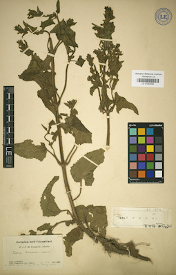 LE 01043034