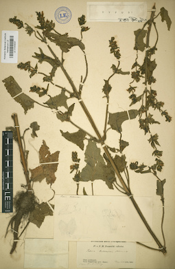 LE 01043037
