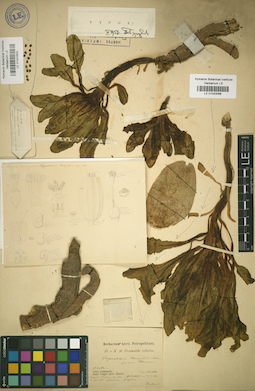 LE 01043066
