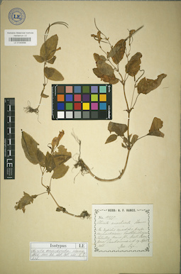 LE 01043099