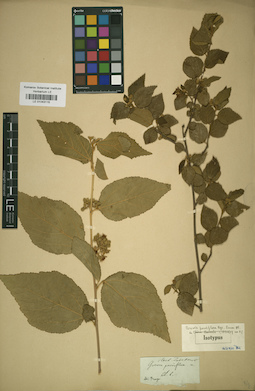 LE 01043115
