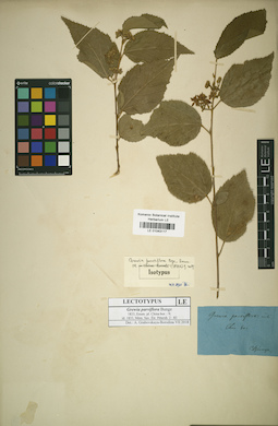 LE 01043117