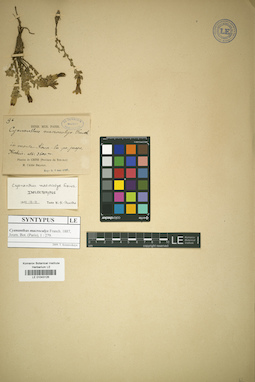 LE 01043126