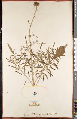 LE 01084521