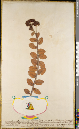 LE 01062696