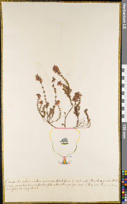 LE 01062752