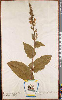 LE 01063086