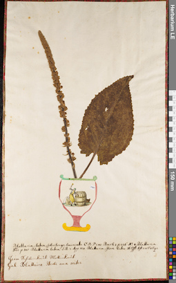 LE 01063090