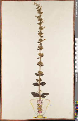 LE 01084299