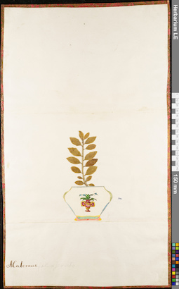 LE 01052696