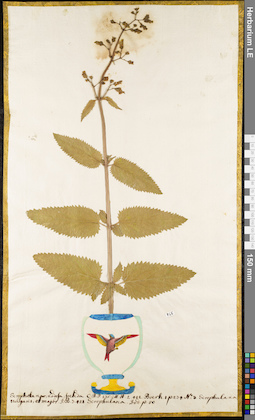 LE 01052706
