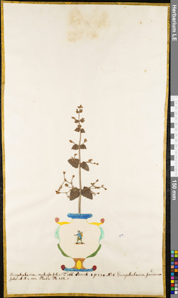 LE 01052707