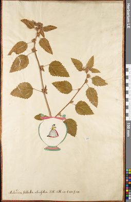 LE 01052715