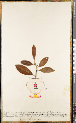 LE 01052730