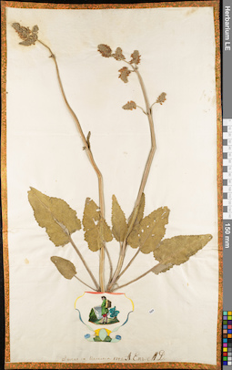 LE 01052733