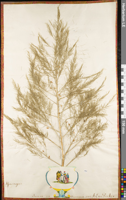 LE 01052734