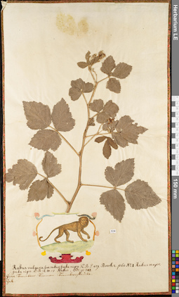 LE 01052753