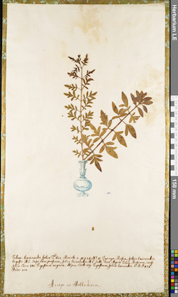 LE 01052906