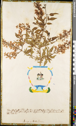 LE 01052907