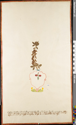 LE 01052918