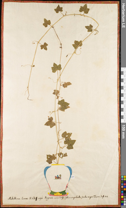 LE 01052932