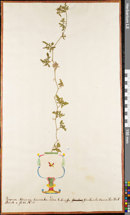 LE 01052935