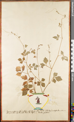 LE 01052936