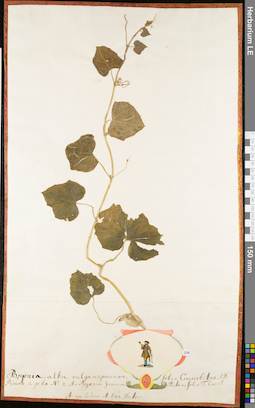 LE 01052937