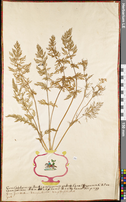 LE 01052938