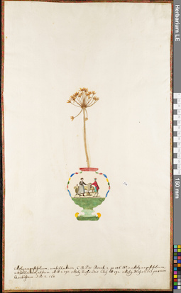 LE 01052956