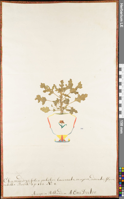 LE 01052981