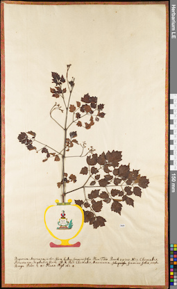 LE 01062547