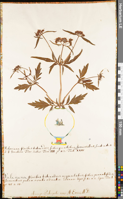 LE 01062580