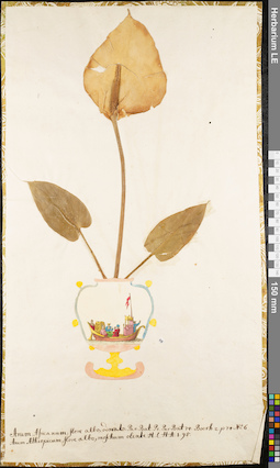 LE 01062591