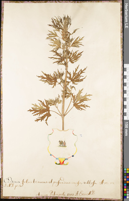 LE 01062620