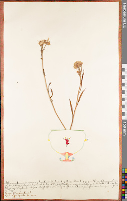 LE 01062637