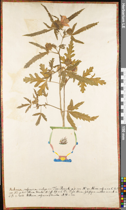 LE 01062675