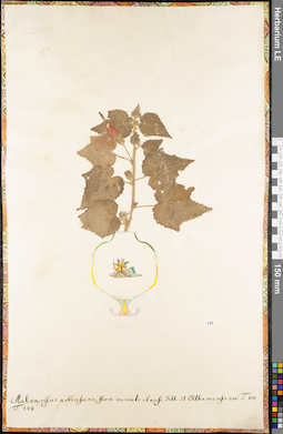 LE 01062680