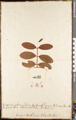 LE 01062816