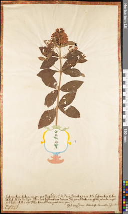 LE 01062817