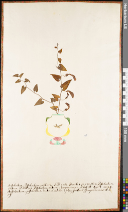 LE 01062819