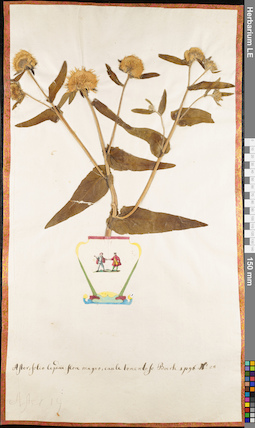 LE 01062829