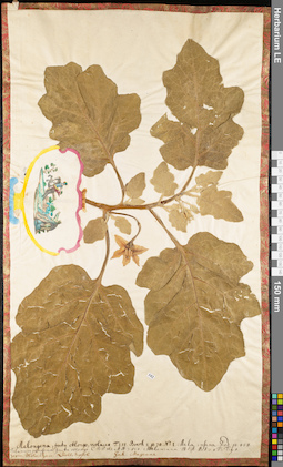 LE 01062835