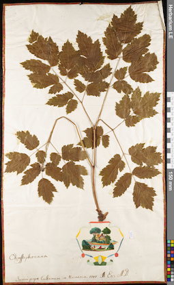 LE 01062838