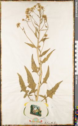 LE 01062893