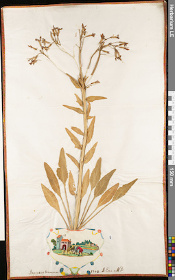 LE 01062904