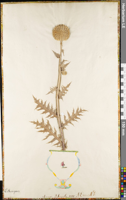 LE 01062906