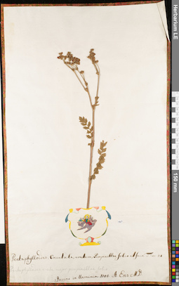 LE 01063067